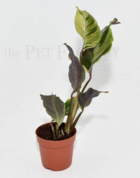 Calathea YELLOW FUSION